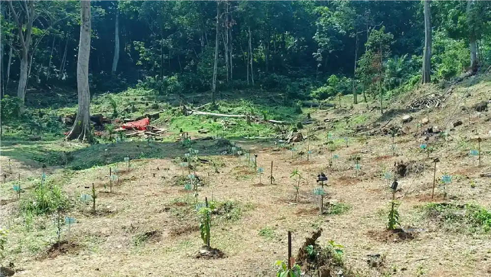 Tanam Pohon